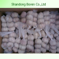 Supply Shandong High Quality New Crop Fresh Garlic